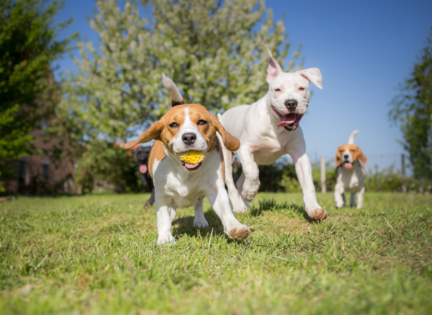 Pet Adoption Event at The Hideout