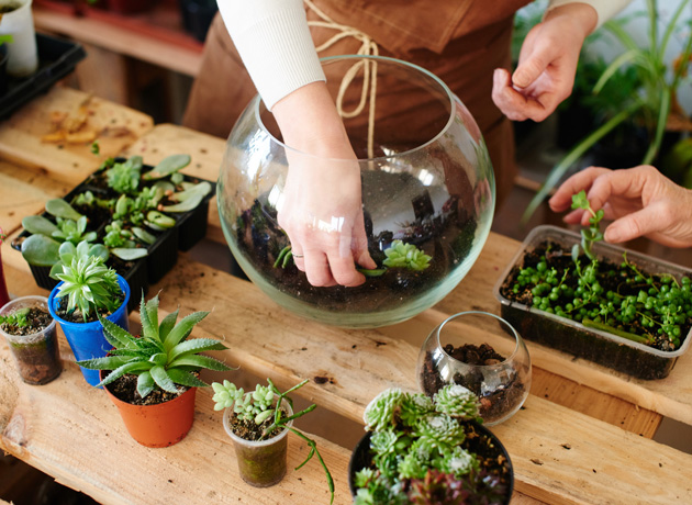 Terrariums with a Twist at The Hideout